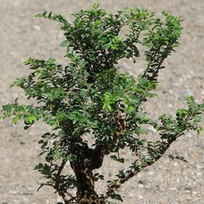 Ulmus parvifolia 'Seiju' - Orme de Chine nain