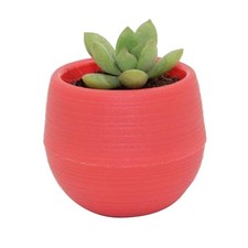 (Vin Rouge)succulente Pot Mini