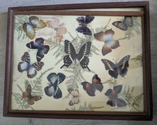 Cabinet De Curiosité - Papillons Naturalisés Sur Toile Et Cadre Ancien