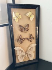 TAXIDERMIE ENTOMOLOGIE