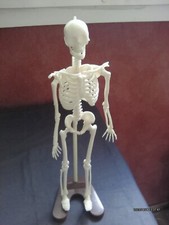 Jeu Éducatif. ANATOMIE 2000