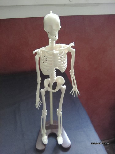 Jeu éducatif anatomie 2000 - jeu,