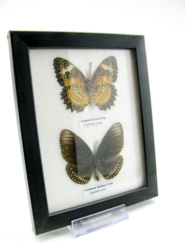Vrais beaux papillons - beaux,