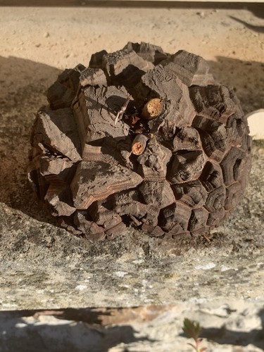 Dioscorea elephantipes - elephantipes,