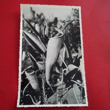 photo fleur madagascar  stavy