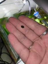 Lot de 5+1 offert physes –