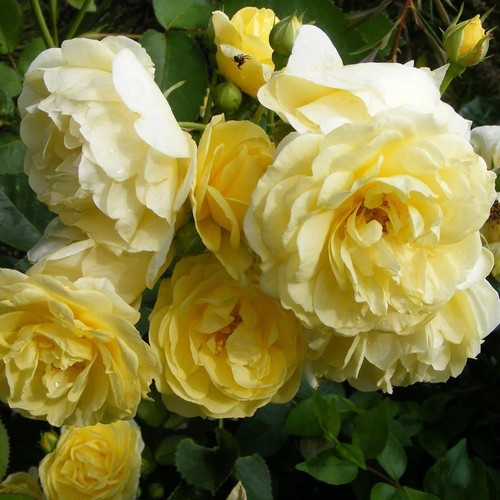 Rosa the fairy - rosa, yellow'