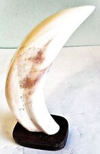 Dent de phacochère brute socle bois marron (non protégé)