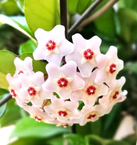 Hoya carnosa 10cm wax - carnosa, |