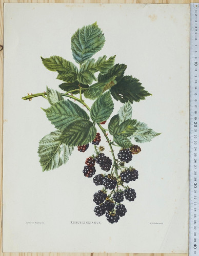 Mûres roncier botanique - mÛres,