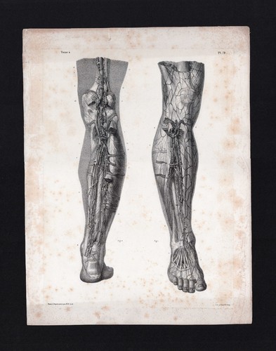Planche anatomie bourgery - anatomie,