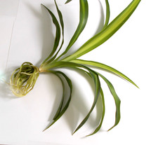 SPIDER PLANT - YOUNG AND IN