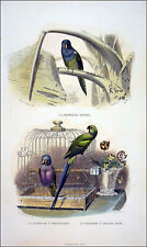 PERRUCHE SOURIS, PERRUCHE à