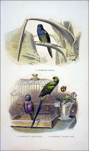 Perruche souris - perruche, souris,
