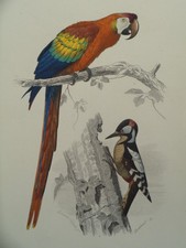 Gravure ancienne Oiseaux