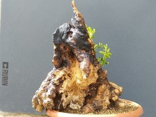 Bonsaï olivier 45 x 38 cm tronc unique sculpté dans la nature majestueuse, Ya...