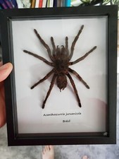 Taxidermie Mygale Géante A Bande Orange Du Brésil. Cadre.  Entomologie. #2