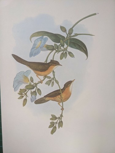 1969 oiseau imprimé - imprimé, blanc