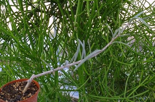 Alluaudiopsis fiherenensis - alluaudiopsis,