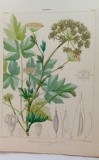PLANCHE BOTANIQUE LITHOGRAPHIE