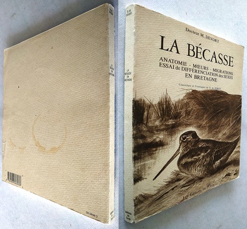 Bécasse anatomie moeurs - la, anatomie,