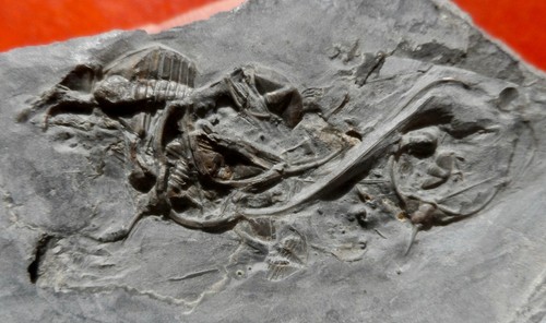 Association trilobites - de,
