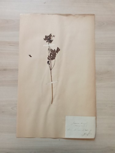 Ancien herbier collection - herbier,