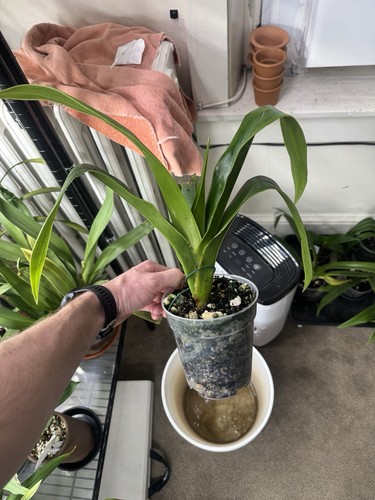Phragmipedium falling star - qf,