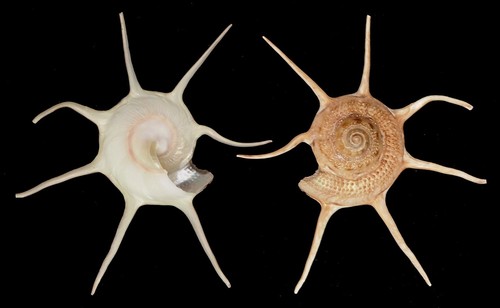 Coquillage collection - de,