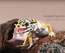 Japan High Yellow Leopard