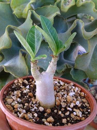 Adenium arabicum yak - adenium, 'yak
