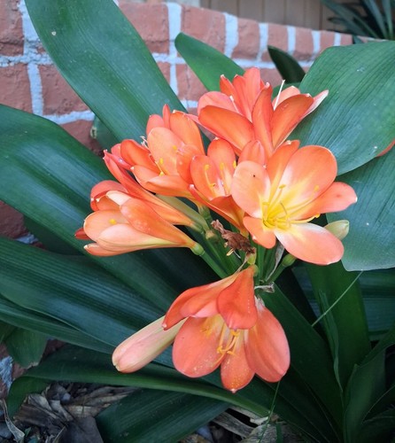 Clivia orange bush lily - clivia,