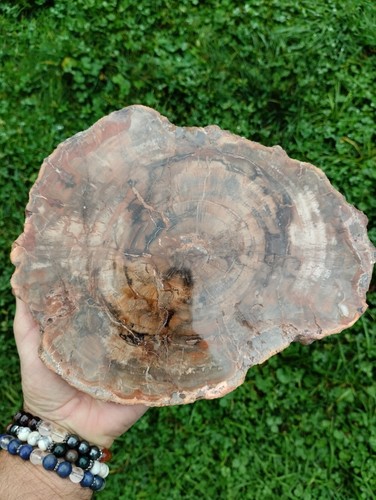 Bois fossile forme - bois,