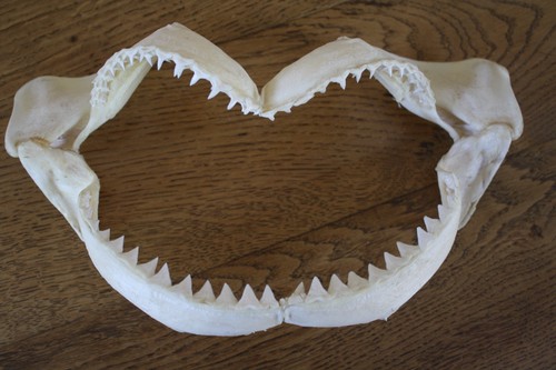 Mâchoire requin pièce - mÂchoire, de