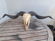 Crâne de bélier Arapawa avec