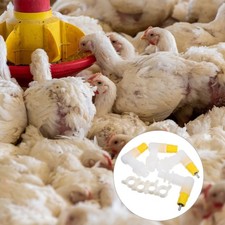  Abreuvoir Pour Oiseaux Poule