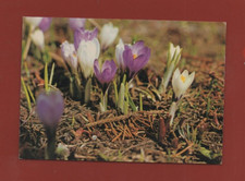 Crocus safran printanier   ....    (Ref. H4649)