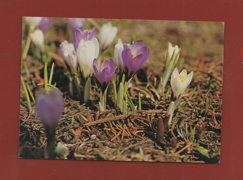 Crocus safran printanier