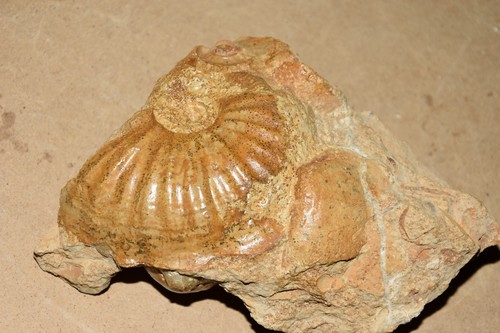 Ammonites sur bloc du - sur,