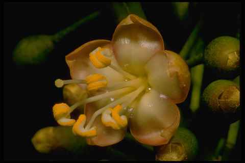 410042 teak tectona grandis - 410042,