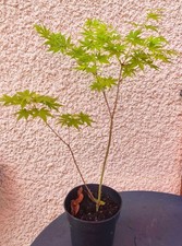 Erable japon acer - erable,