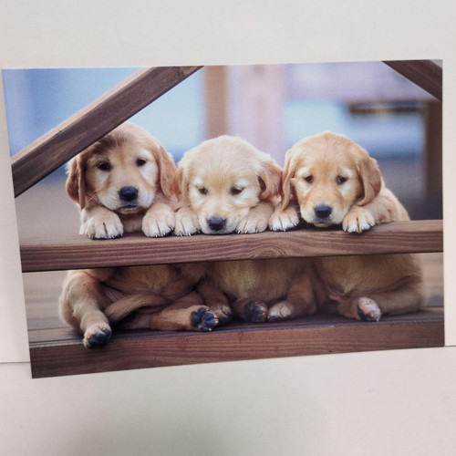 Carte postale chiot golden - carte,