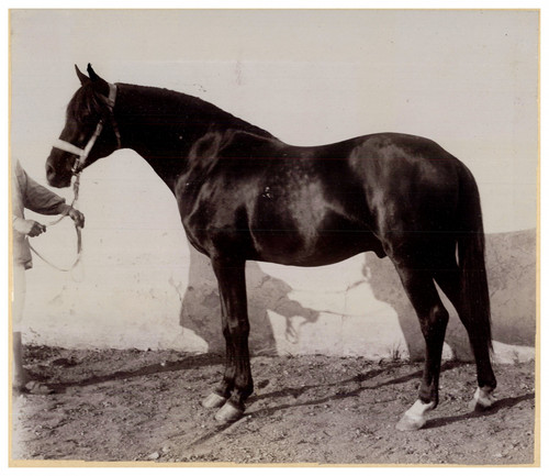 France pur sang arabe cheval - pur,