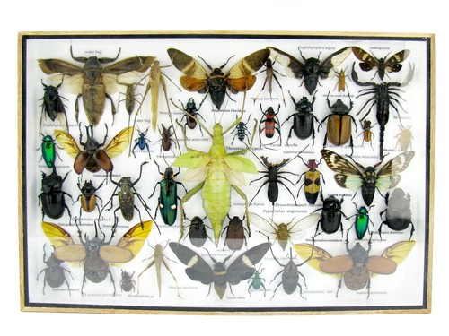 Insectes exotiques réel - -,