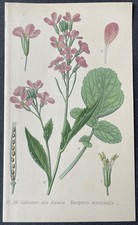 Botanique Julienne des dames Gravure couleur de 1893 par Masclef