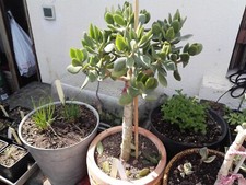 Cactus, plantes grasses