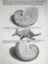 Nautilus Amoenitate STELLA