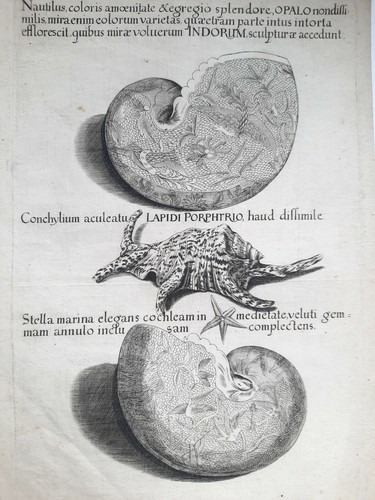 Nautilus amoenitate stella - nautilus,