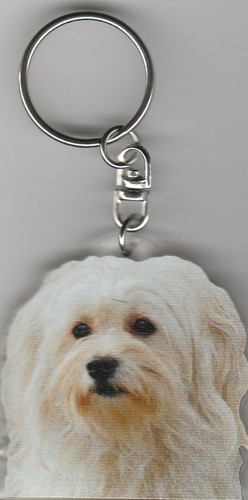 Bichon havanais chien porte - havanais,
