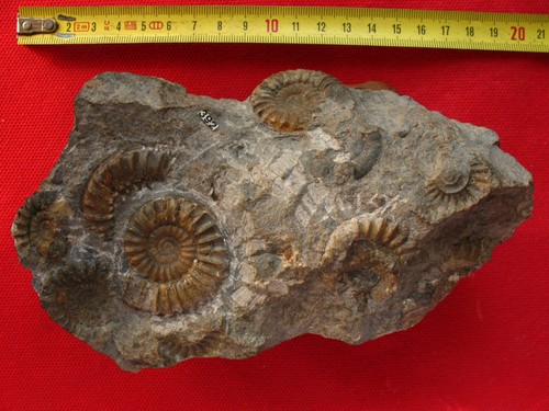 Ammonites sinémurien - du,